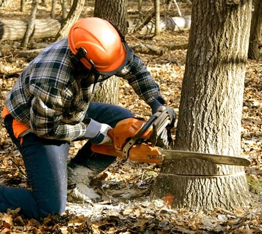 Tree Removal in Alba, MI
